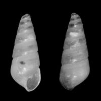 Odostomia turriculata 